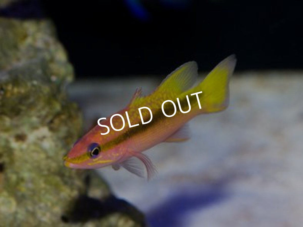 画像2: ツルグエ　Yg (2)