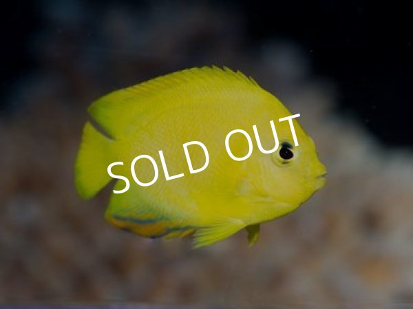 sale 20 Off ハイブリッド ヘラルドヤッコ 海水魚専門店 Ceppo Onlinestore sale 20 Off ハイブリッド ヘラルドヤッコ 海水魚専門店 Ceppo Onlinestore