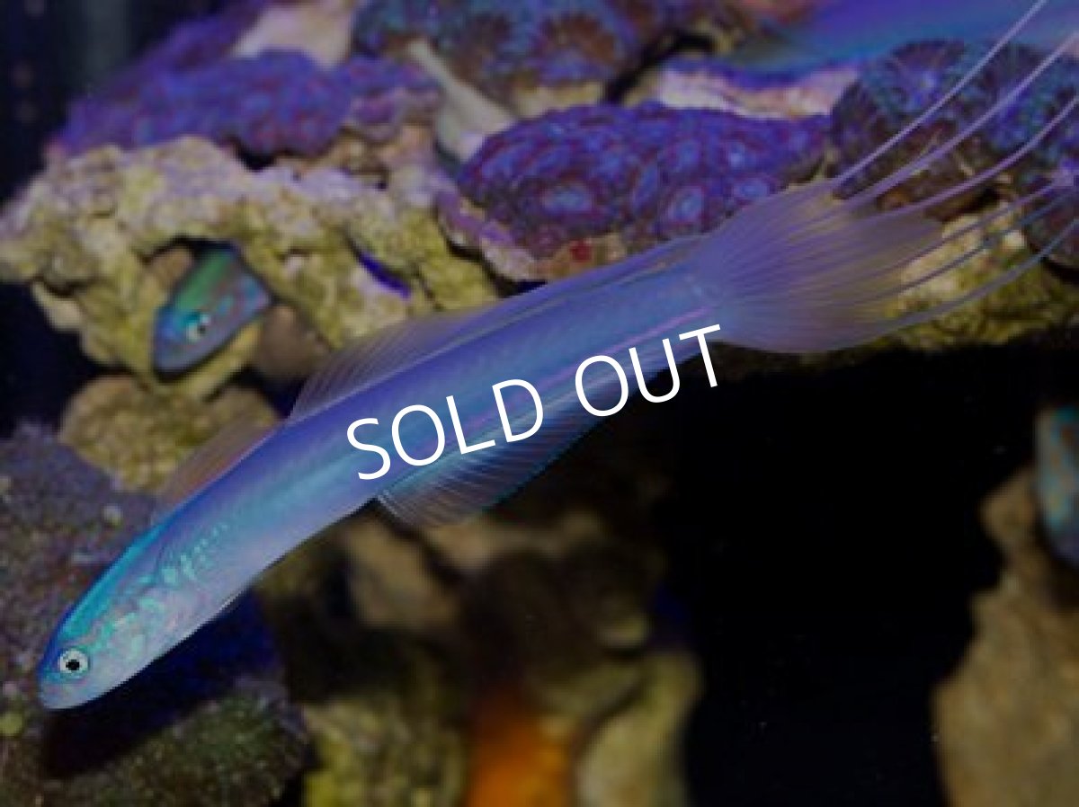 画像2: 伊豆産　ハナハゼ (2)