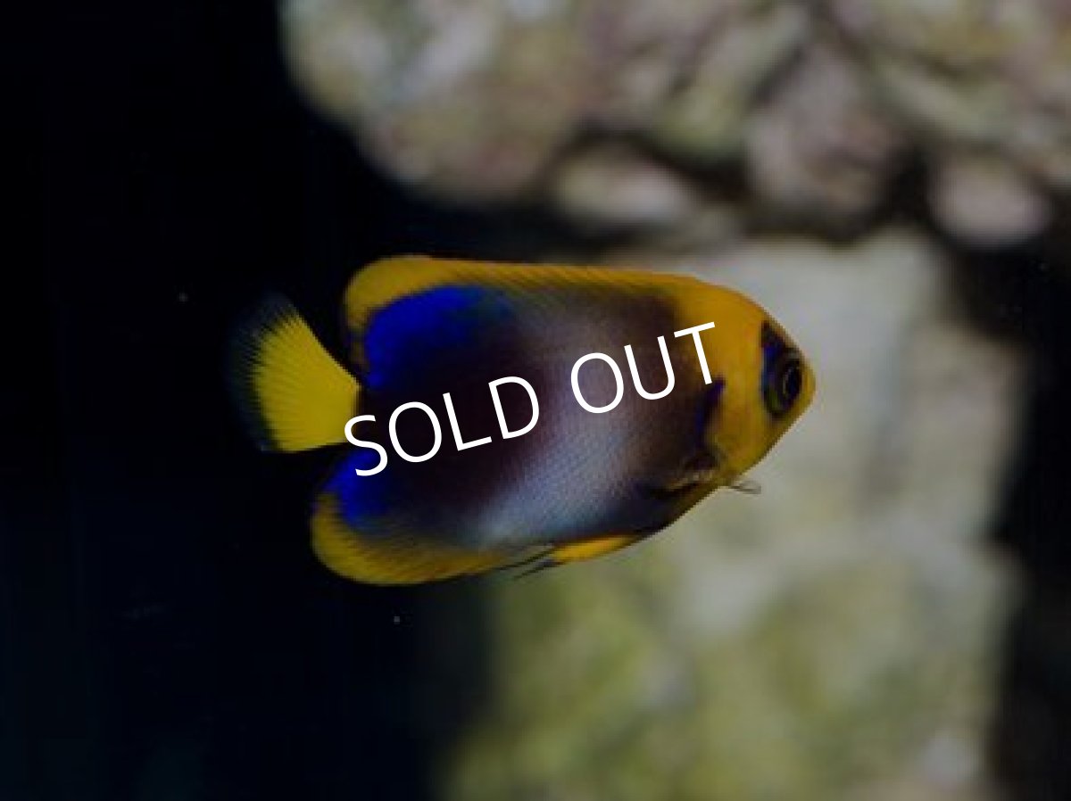 画像2: ◆ＳＡＬＥ ５０％ｏｆｆ◆ウエストアフリカンエンゼル (2)