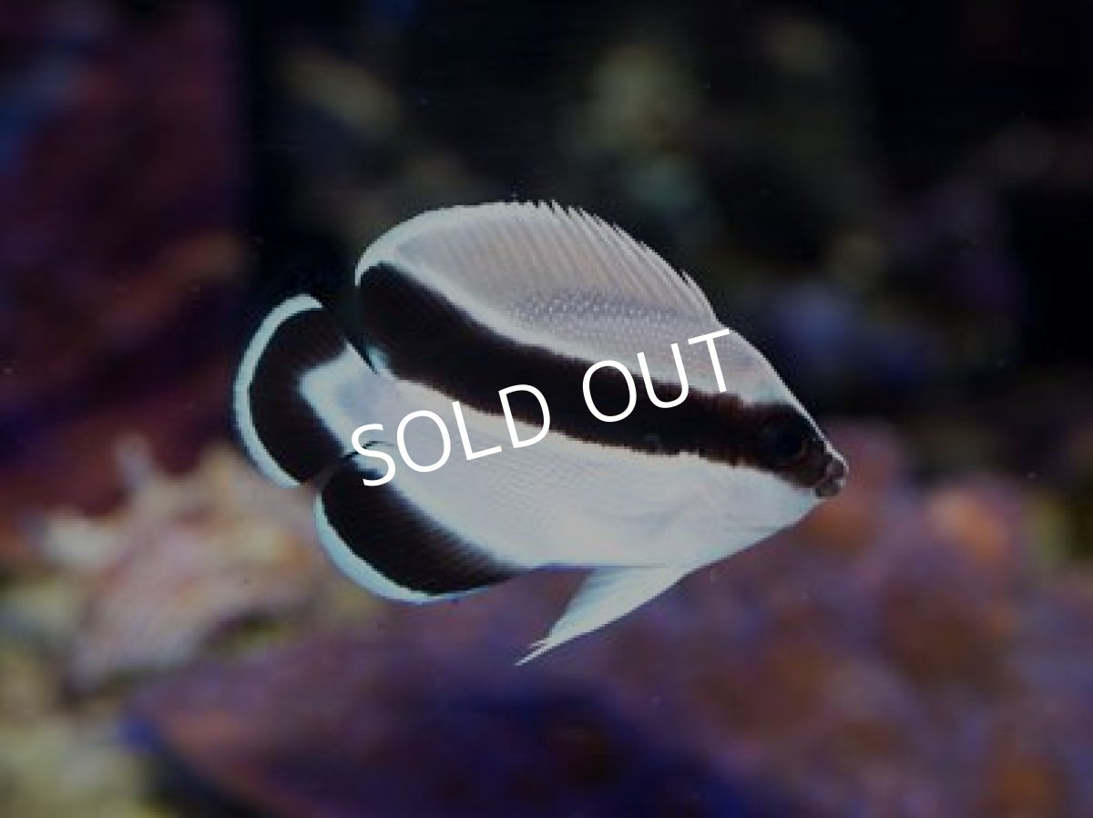 画像2: ブラックバンディットエンゼル S (2)