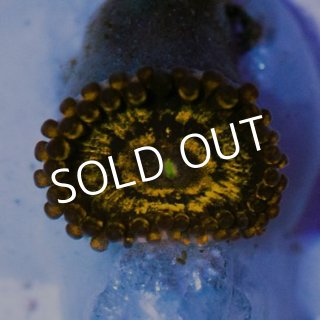 全商品 - 海水魚専門店 ceppo onlinestore (Page 43)