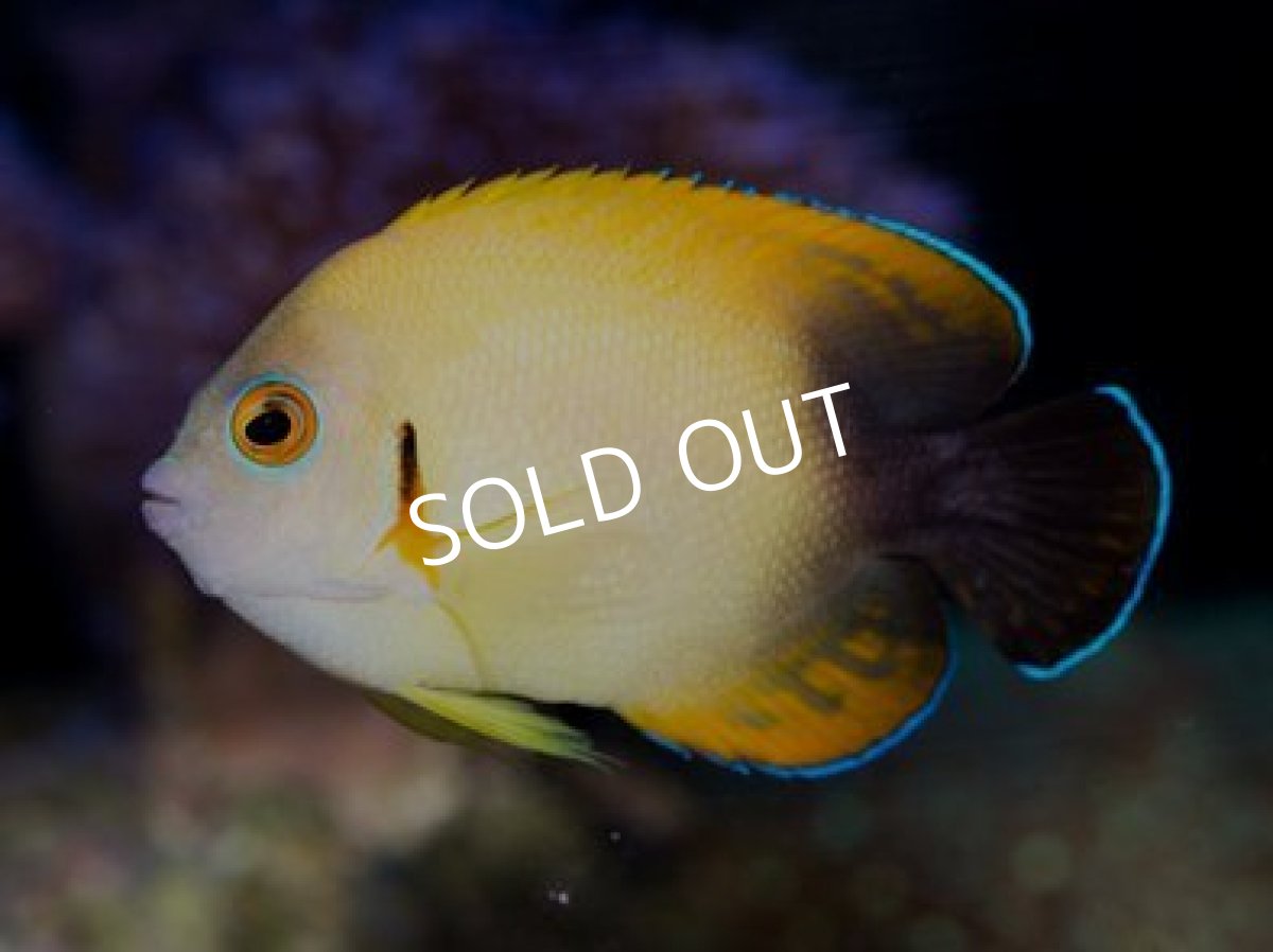 画像2: ハイブリッド レモンピール (2)