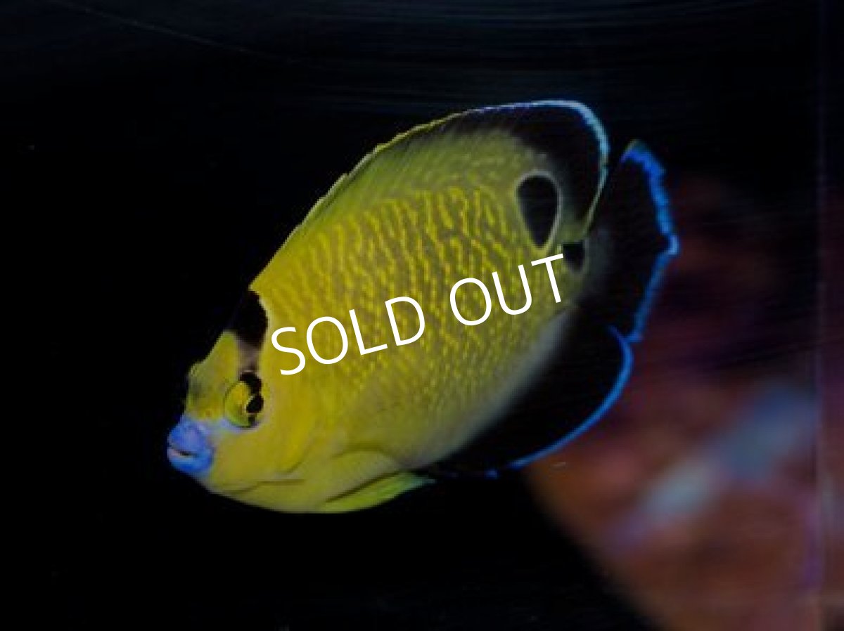 画像2: ◆ＳＡＬＥ ２０%ｏｆｆ◆ゴールドフレークエンゼル　MS (2)