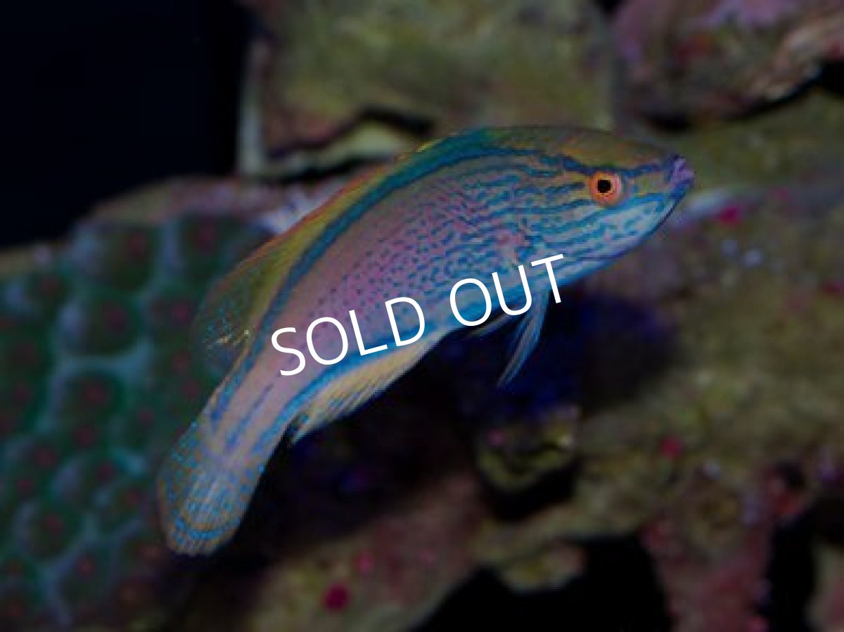 画像2: ◆SALE 20%off◆ラインドフェアリーラス ♂ (2)