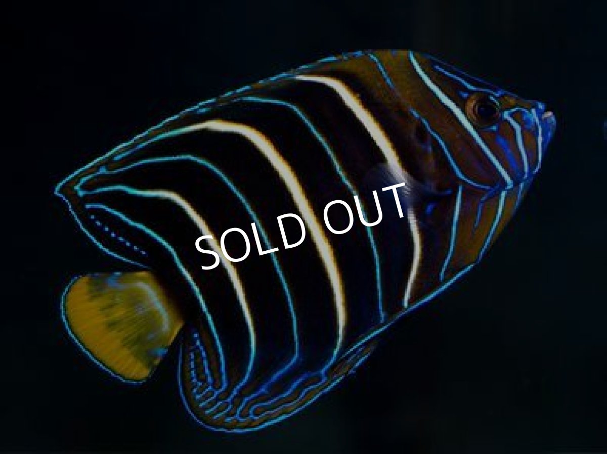 画像2: ◆イヤースポットエンゼル (2)