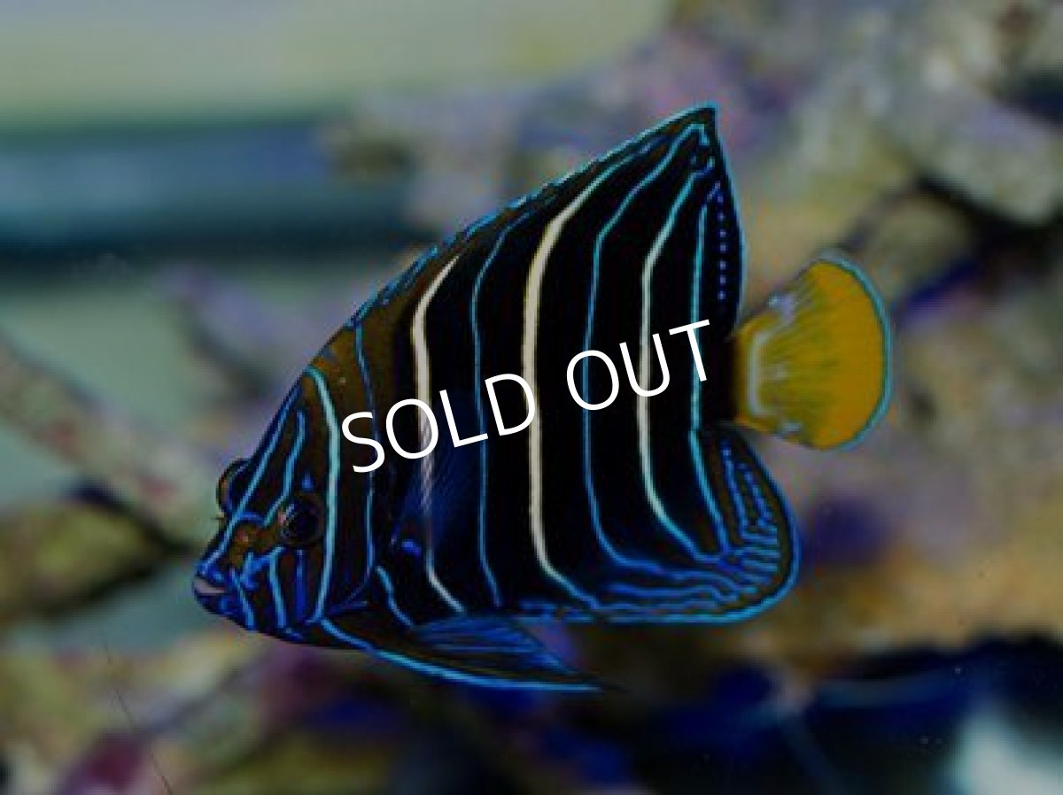 画像3: ◆イヤースポットエンゼル (3)