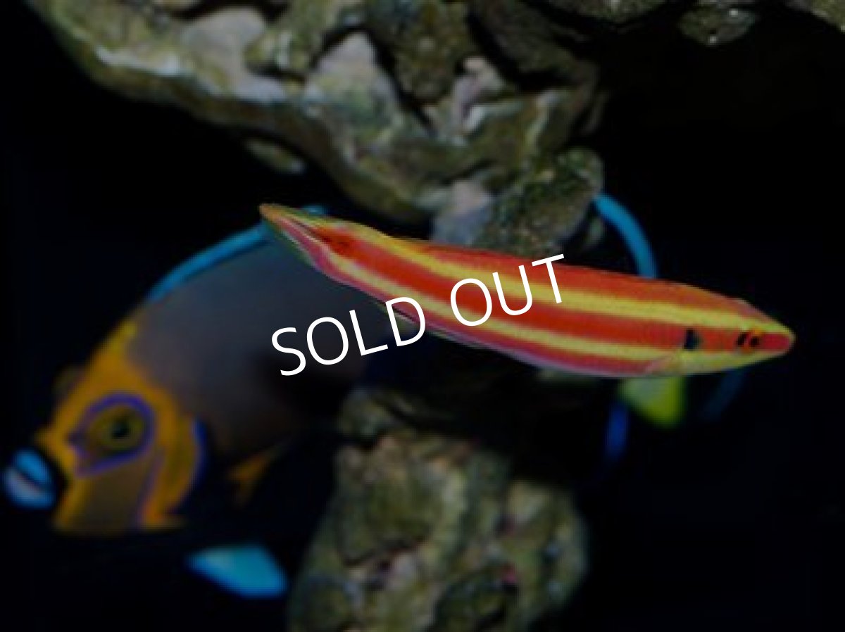 画像2: ベネティーズホグフィッシュ Bodianus bennetti (2)