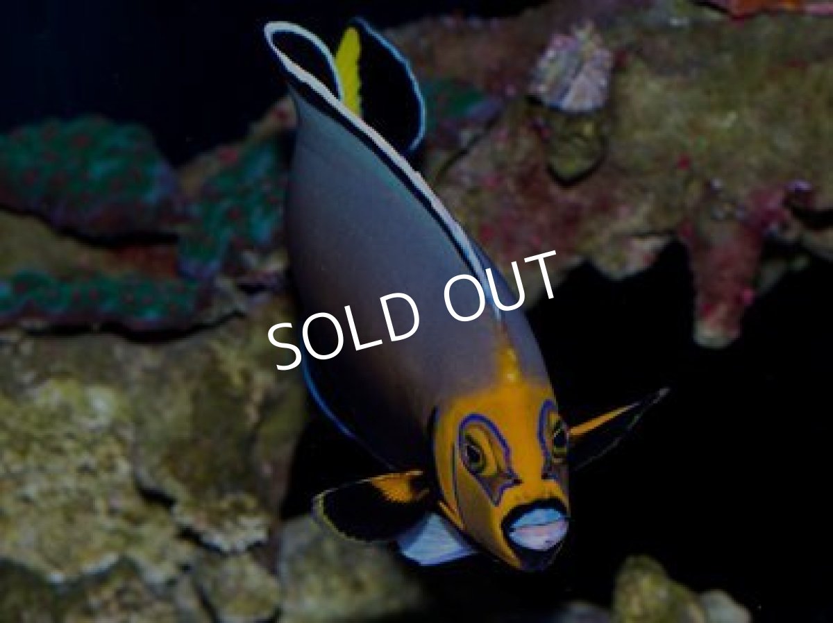 画像2: コンスピキュアスエンゼル  (2)