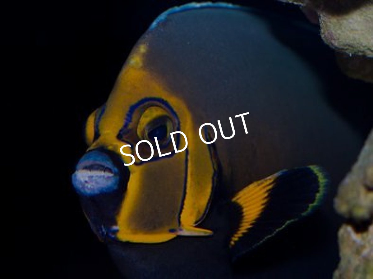 画像3: コンスピキュアスエンゼル  (3)