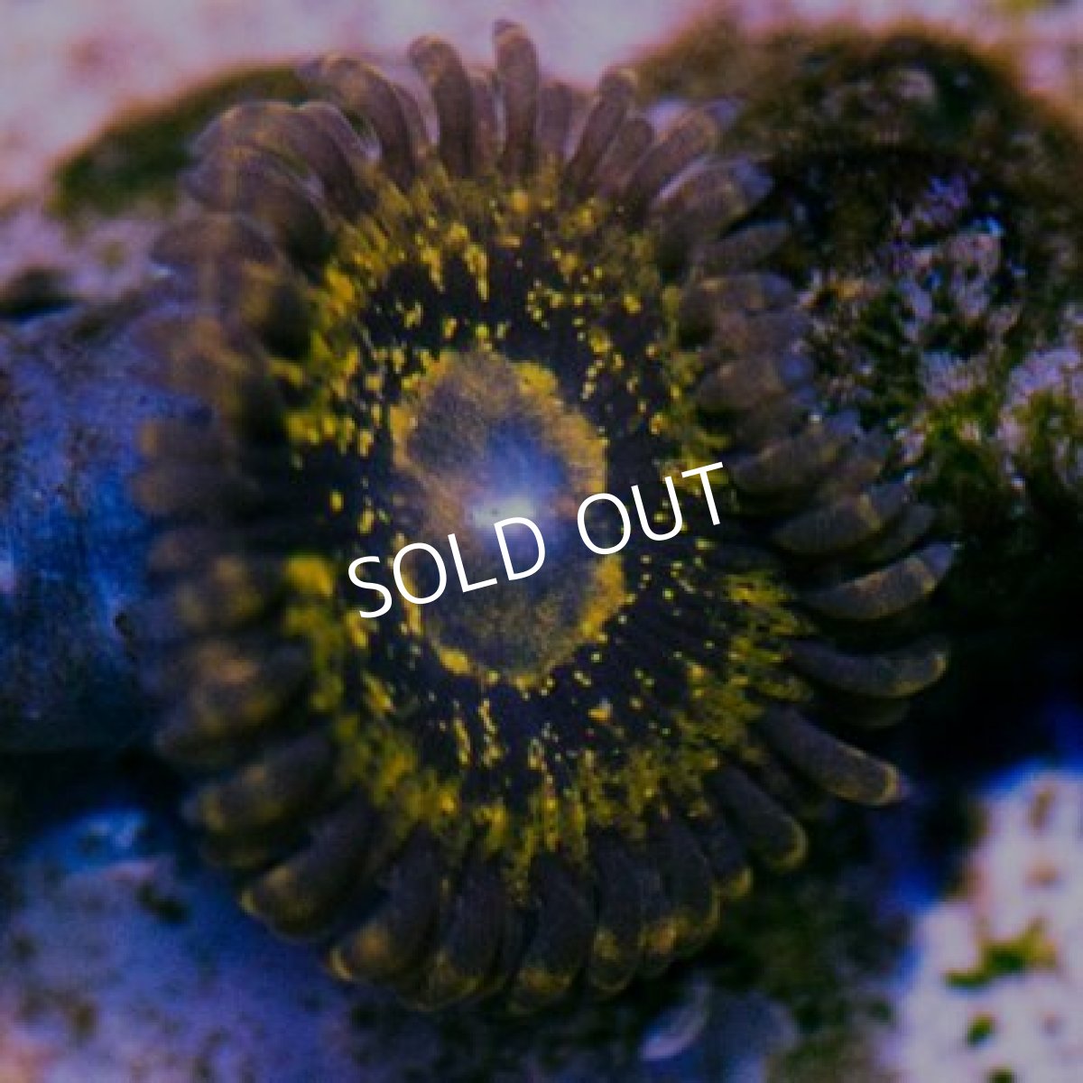 画像2: セレクト・マメスナ Flag-５ (2)