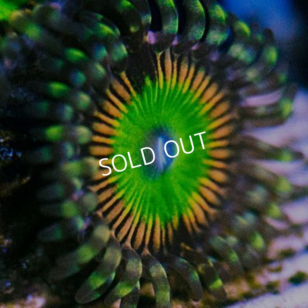 画像2: USAマメスナ ピンクレインボーアップル 2P No.3 (2)