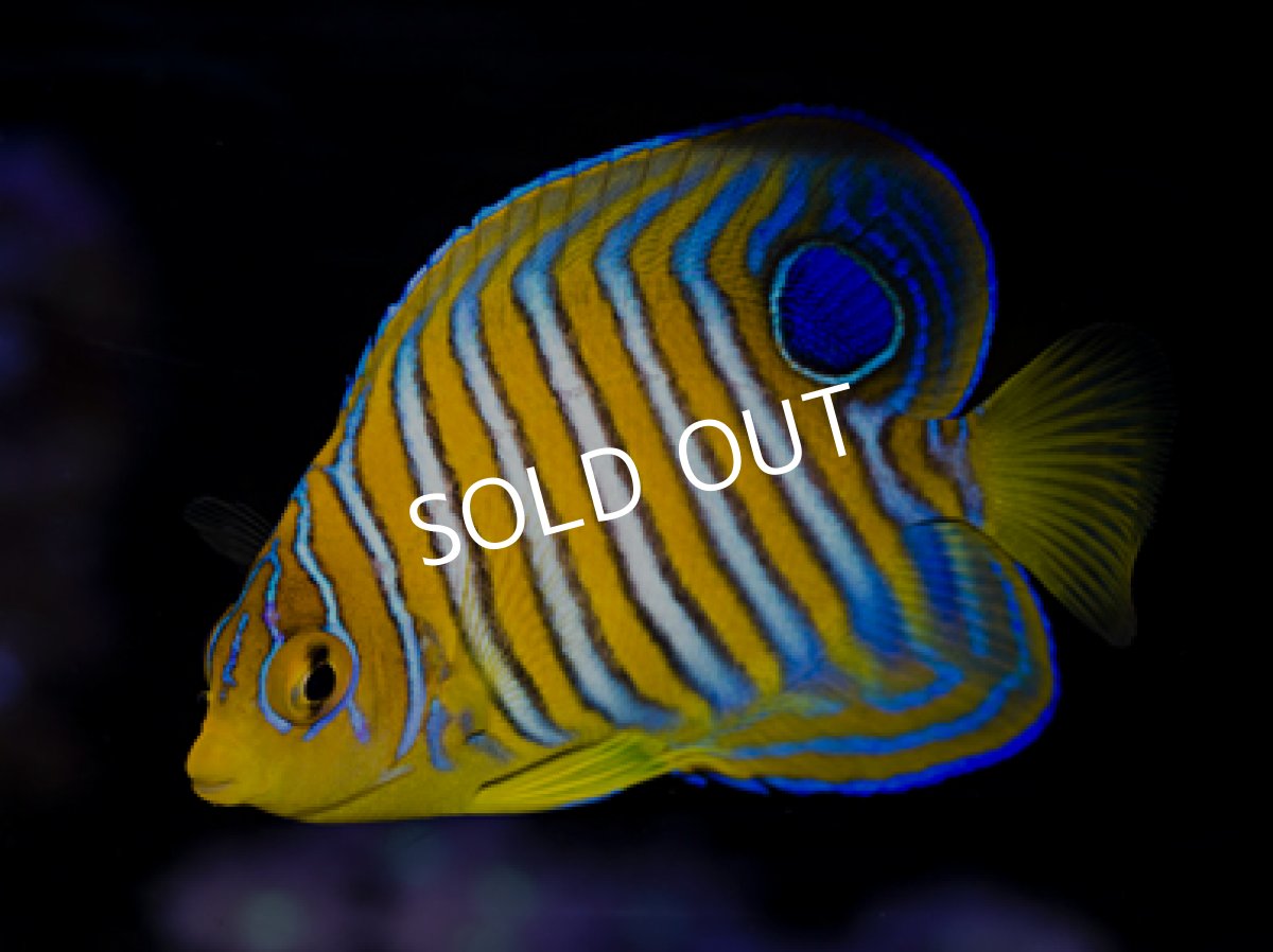 画像2: モルジブ便　インドニシキヤッコ SM (2)