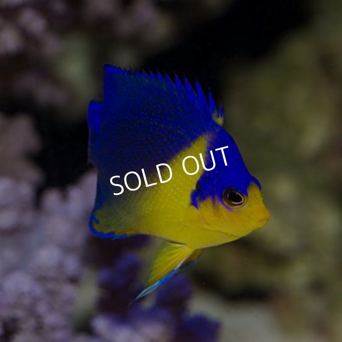 画像3: 八重山産 スミレヤッコ SM (3)