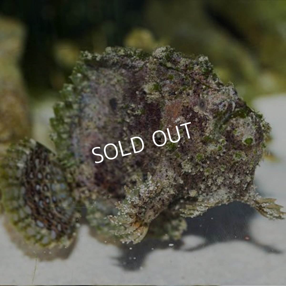 画像2: マーブルマウスフロッグフィッシュ (2)