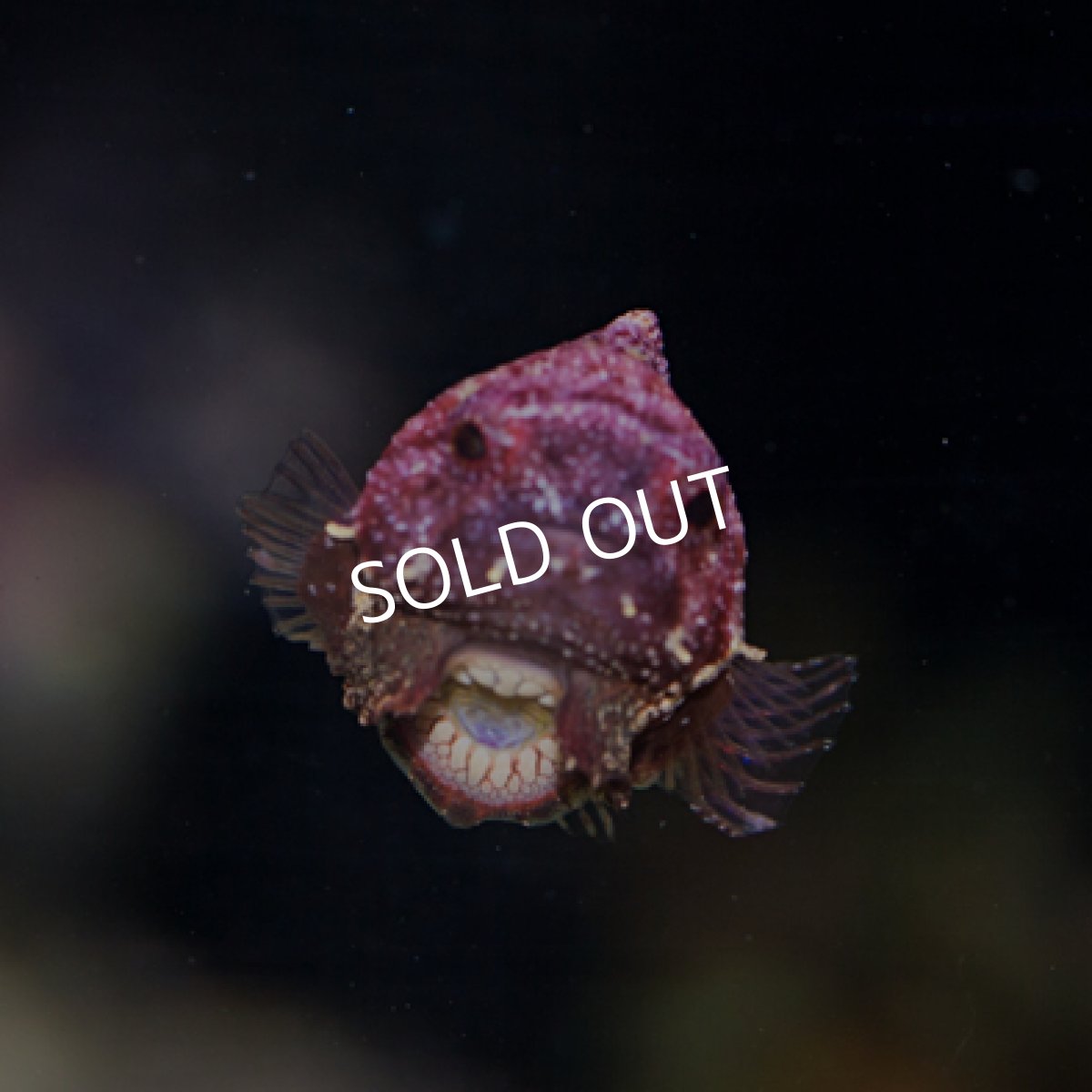 画像2: ダンゴウオ No.1 (2)