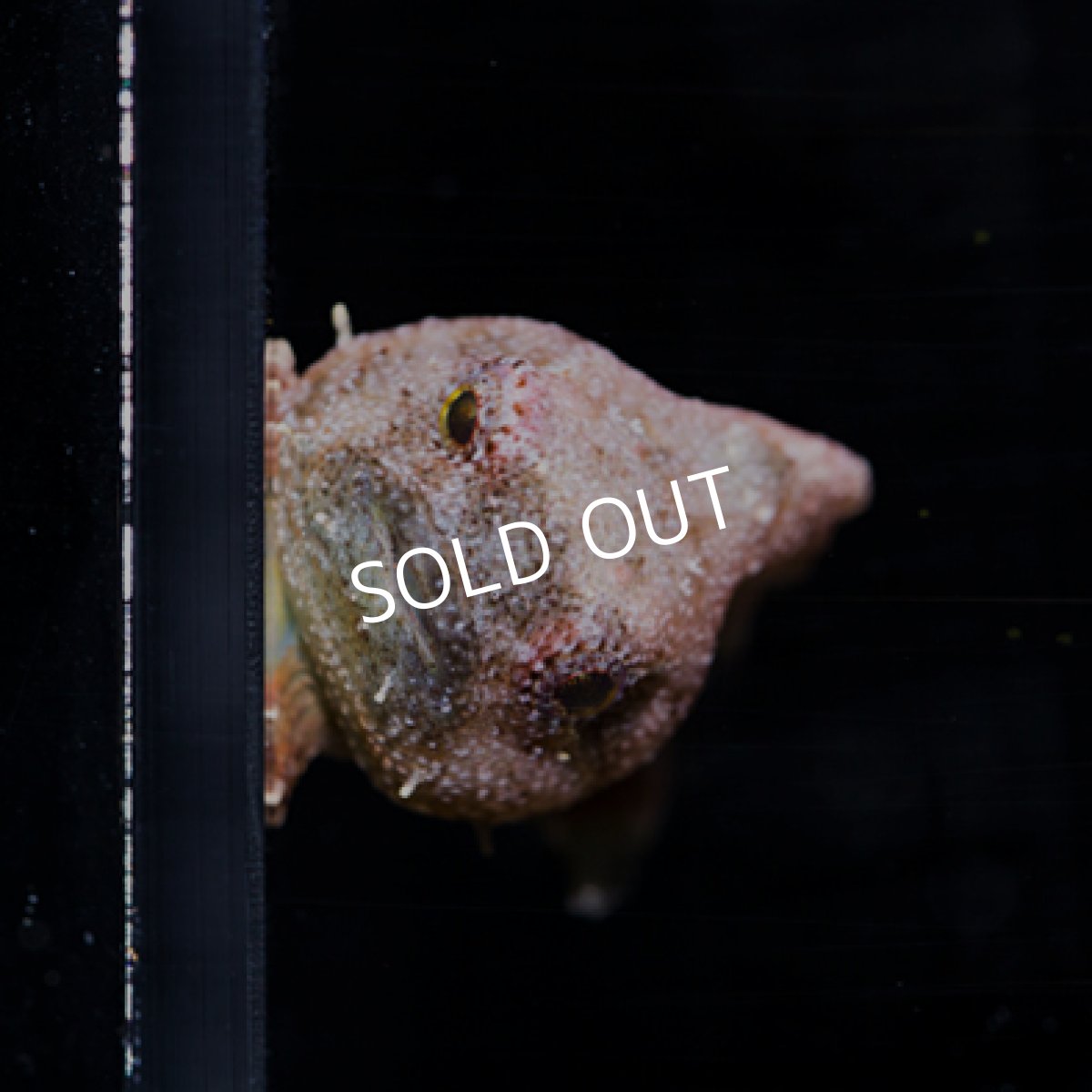 画像2: ダンゴウオ No.３ (2)