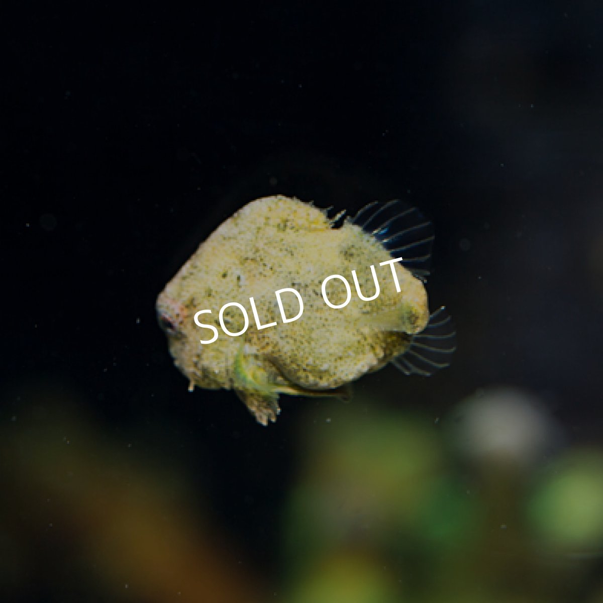 画像2: ダンゴウオ No.４ (2)