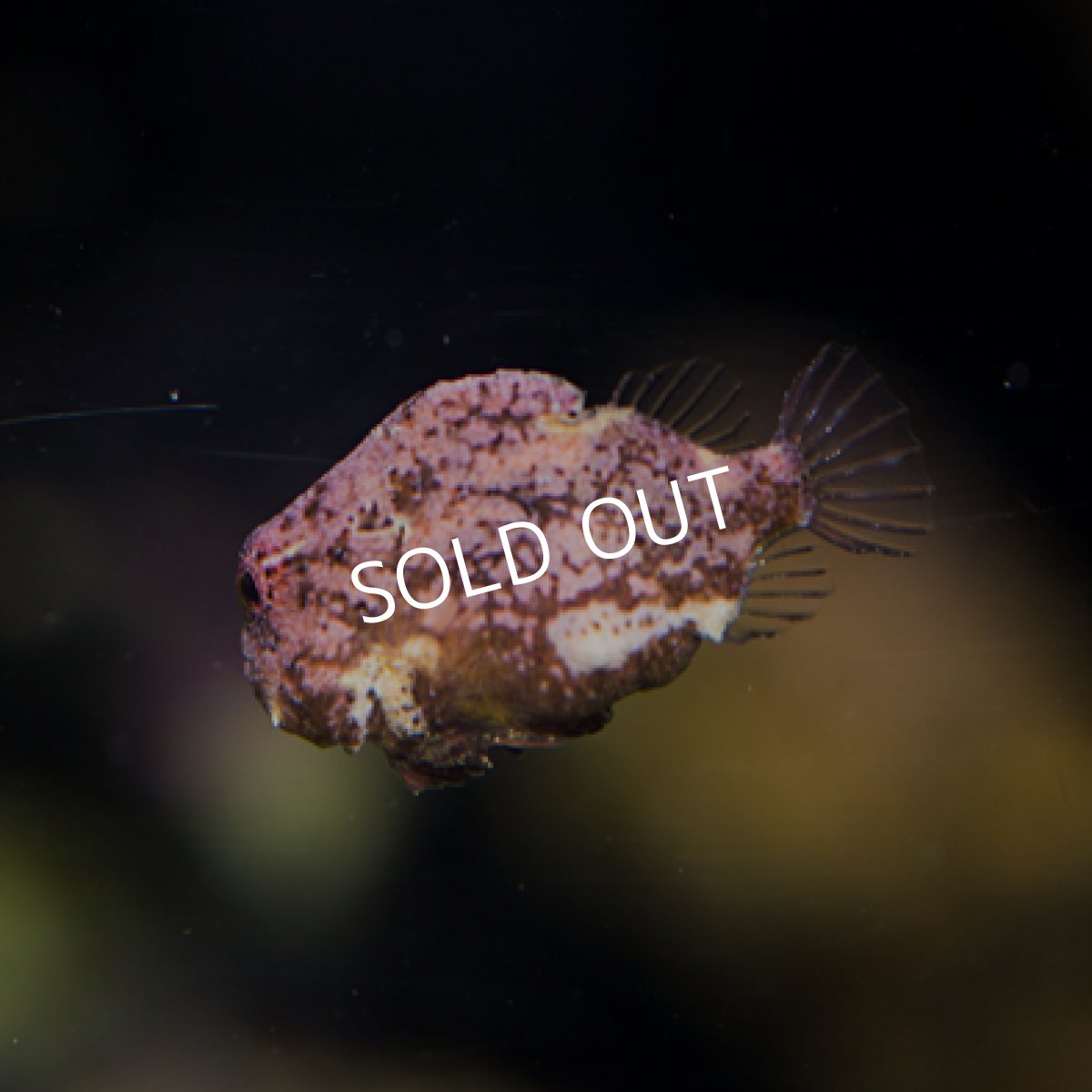 画像2: ダンゴウオ No.２ (2)