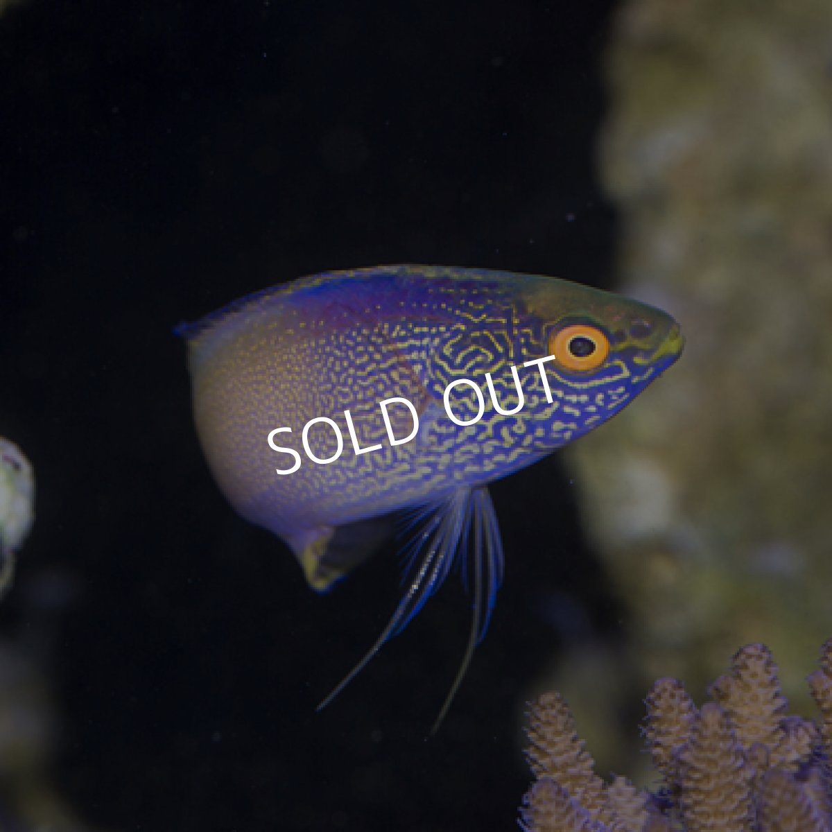 画像2: ローンボイドフェアリーラス ペア (2)