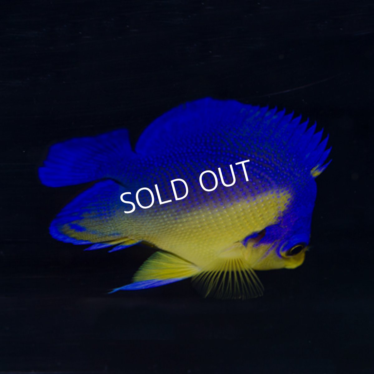 画像2: 八重山産 スミレヤッコ SM　No.２ (2)