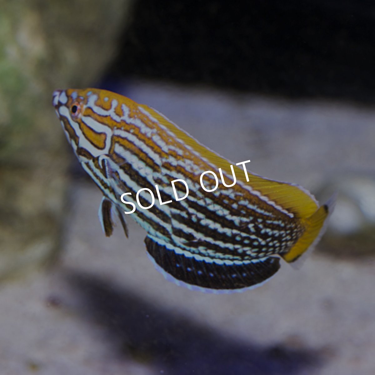 画像3: レナーズラス (3)