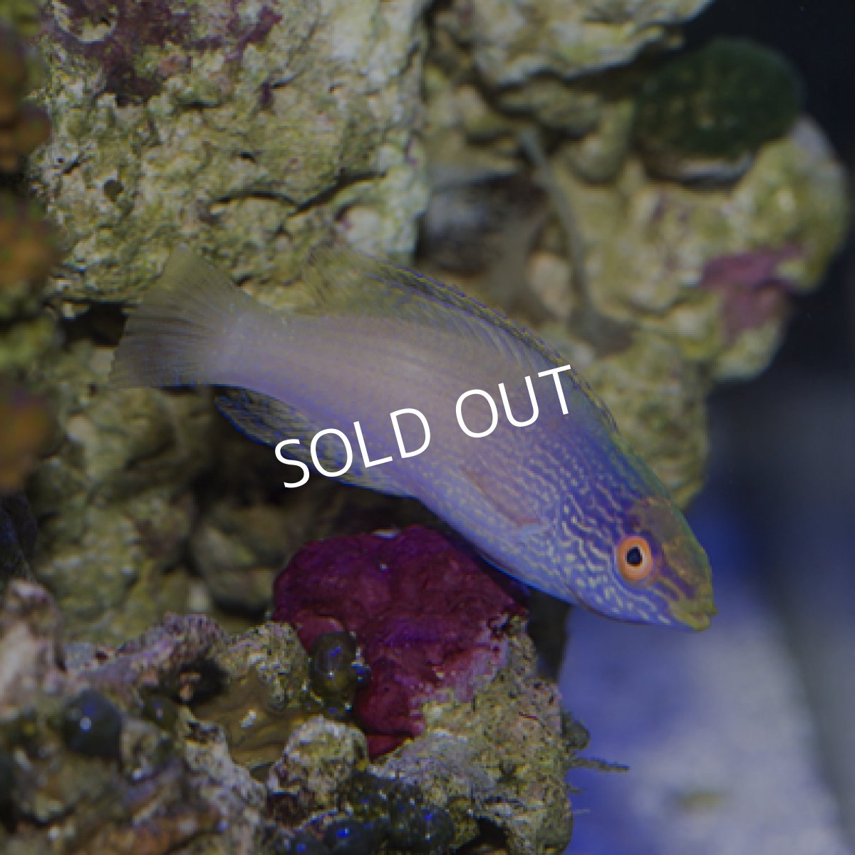 画像3: ローンボイドフェアリーラス ペア (3)