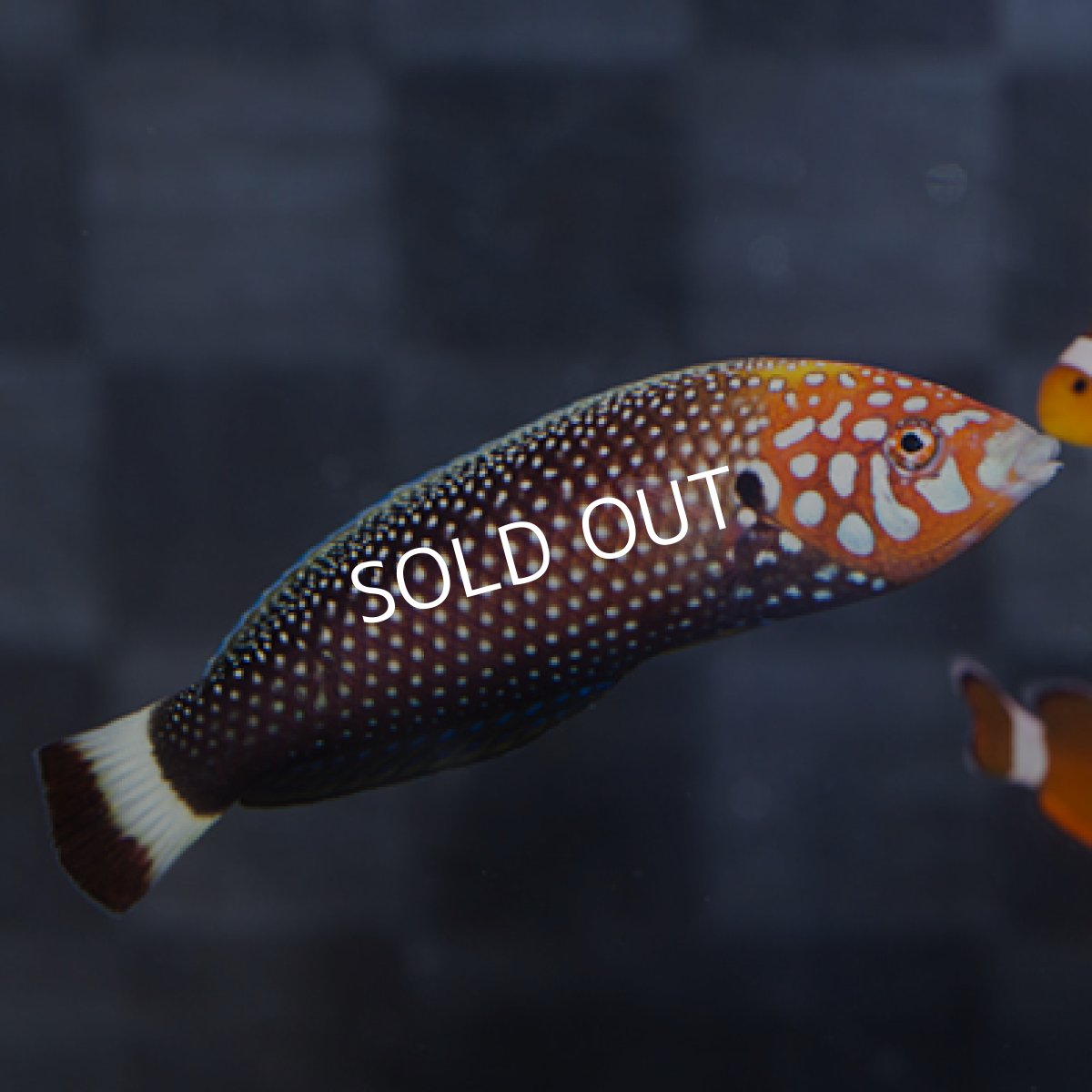 画像2: サイケデリックラス ♂ (2)