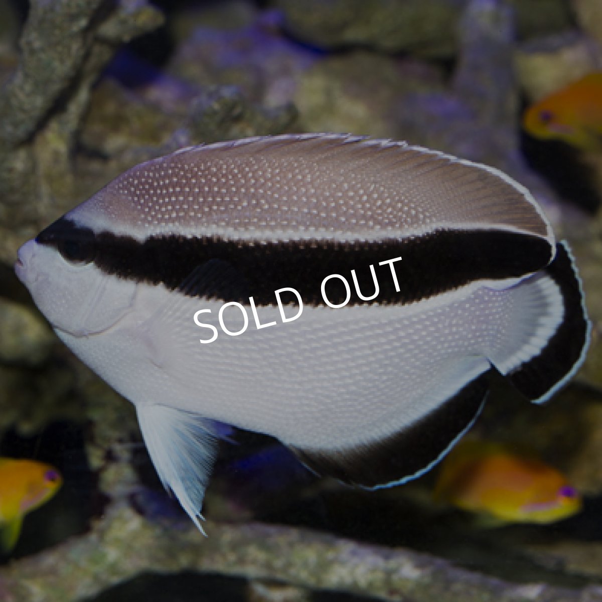 画像2: ブラックバンディットエンゼル M (2)