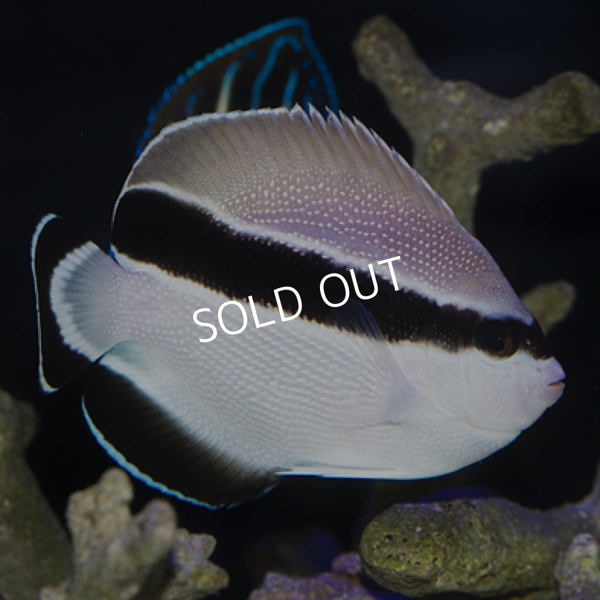 画像4: ブラックバンディットエンゼル M (4)