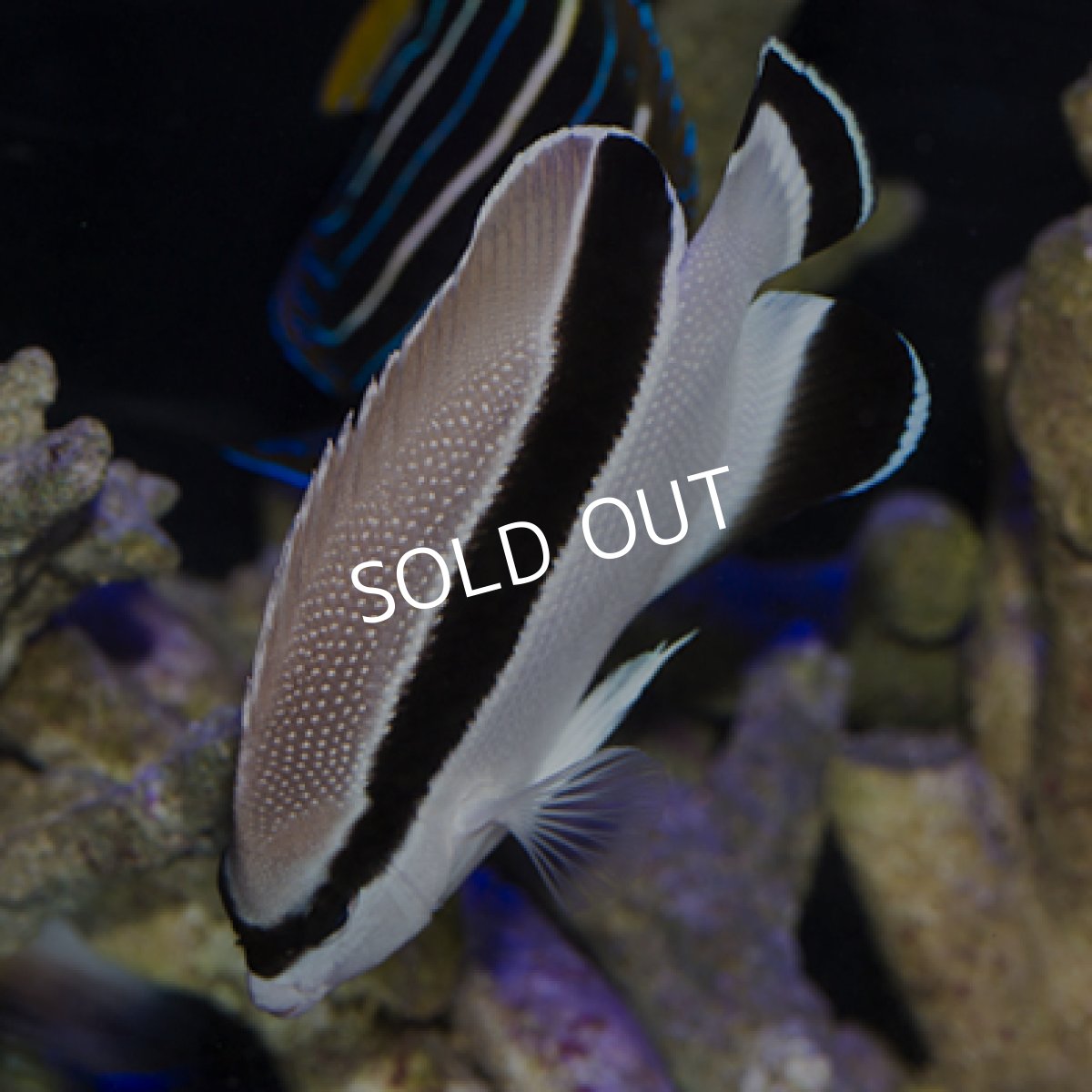 画像3: ブラックバンディットエンゼル M (3)