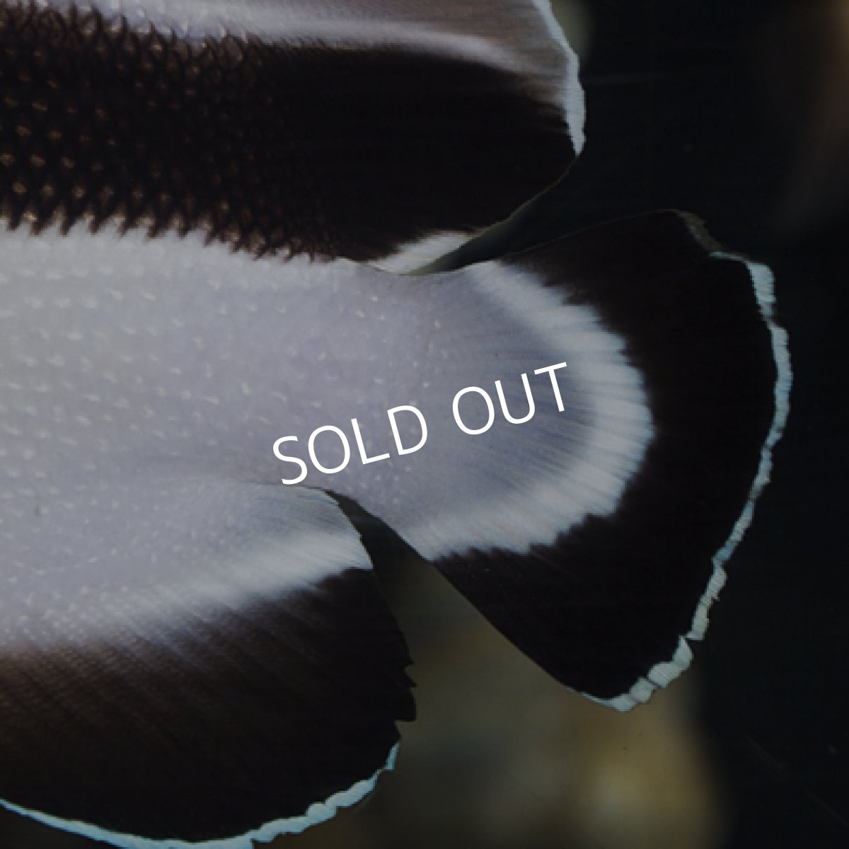 画像4: ブラックバンディットエンゼル L (4)