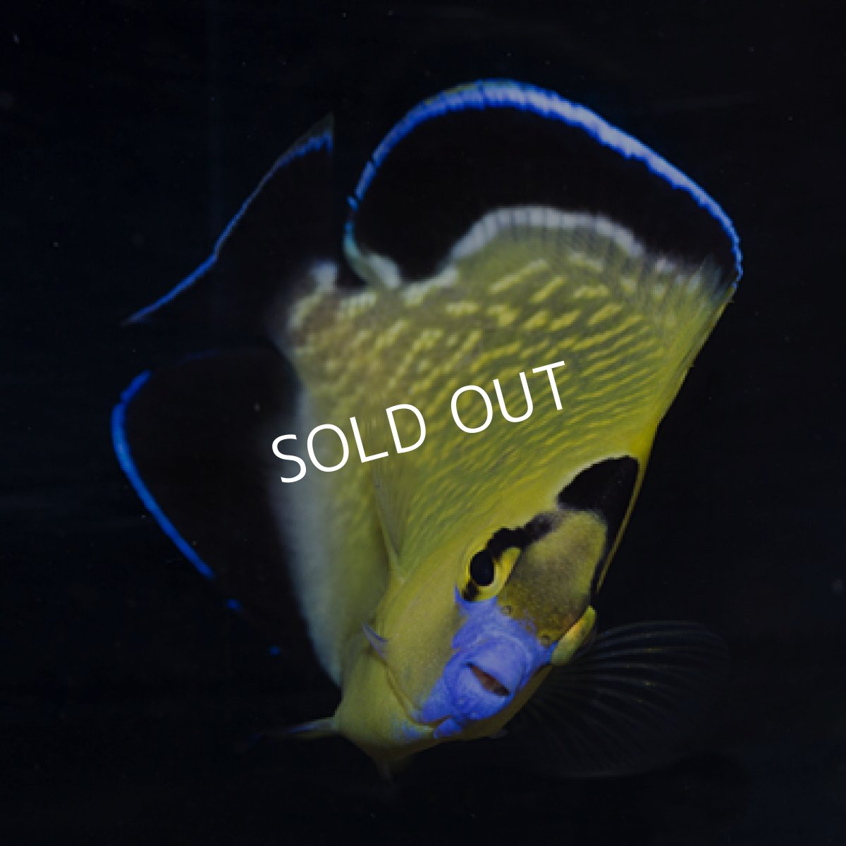 画像3: ゴールドフレークエンゼル SM (3)