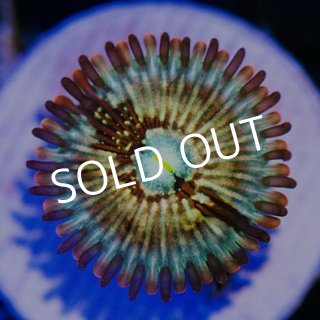 USAマメスナ - 海水魚専門店 ceppo onlinestore