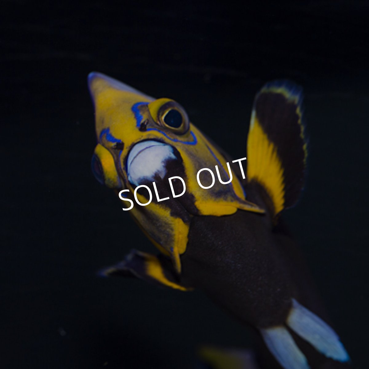 画像3: コンスピキュアスエンゼル  (3)