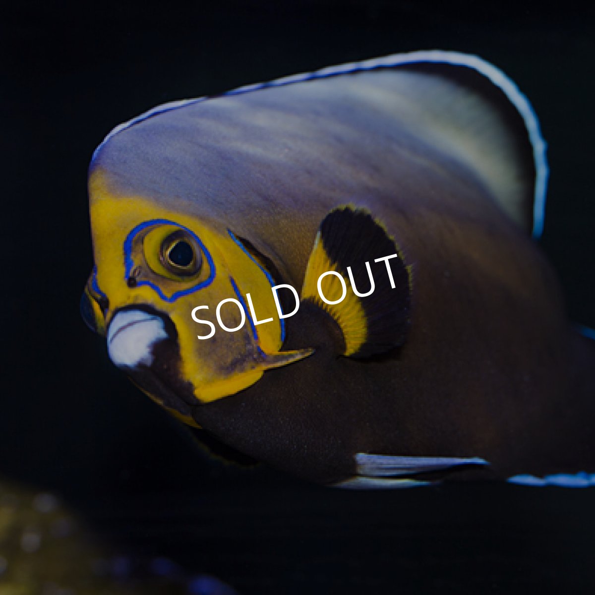 画像2: コンスピキュアスエンゼル  (2)