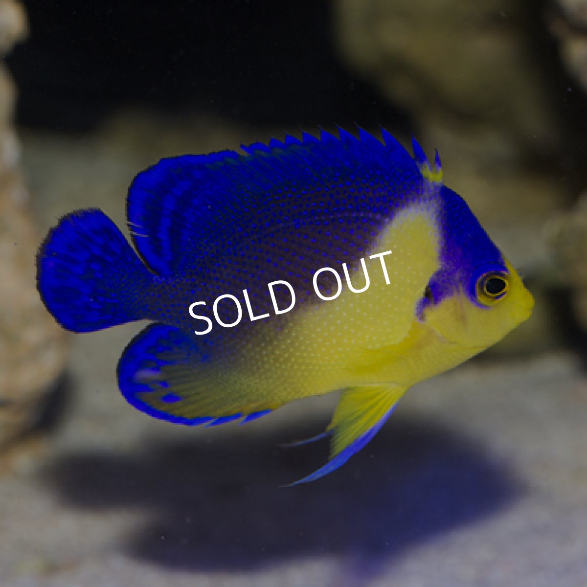 画像2: 八重山産 スミレヤッコ SM  (2)