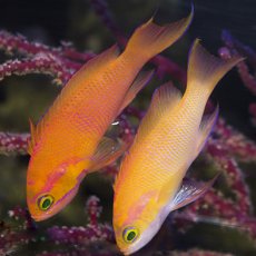 画像1: マイカズアンティアス（Pseudanthias mica）M ペア (1)