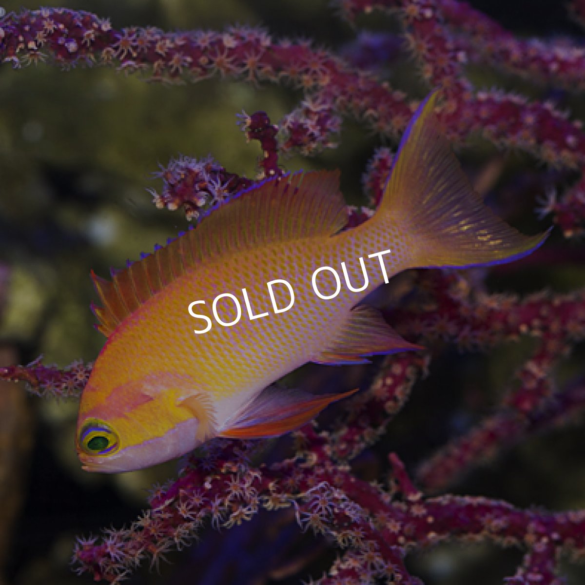 画像3: マイカズアンティアス(Pseudanthias mica)M ペア (3)