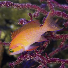 画像3: マイカズアンティアス（Pseudanthias mica）M ペア (3)