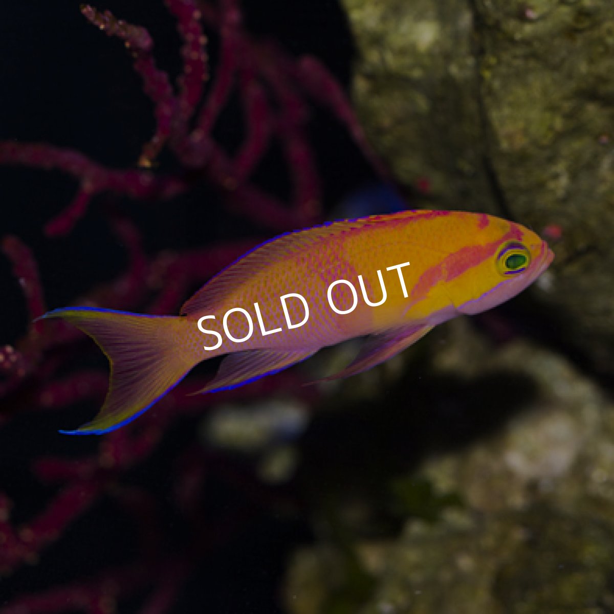 画像4: ◇SUMMER SALE◇シロオビハナダイcf(Pseudanthias mica) (4)