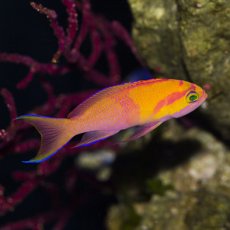 画像4: ◇SUMMER SALE◇シロオビハナダイcf（Pseudanthias mica） (4)