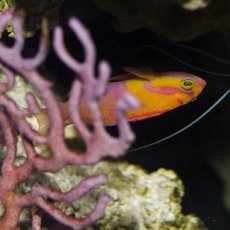 画像5: ◇SUMMER SALE◇シロオビハナダイcf（Pseudanthias mica） (5)