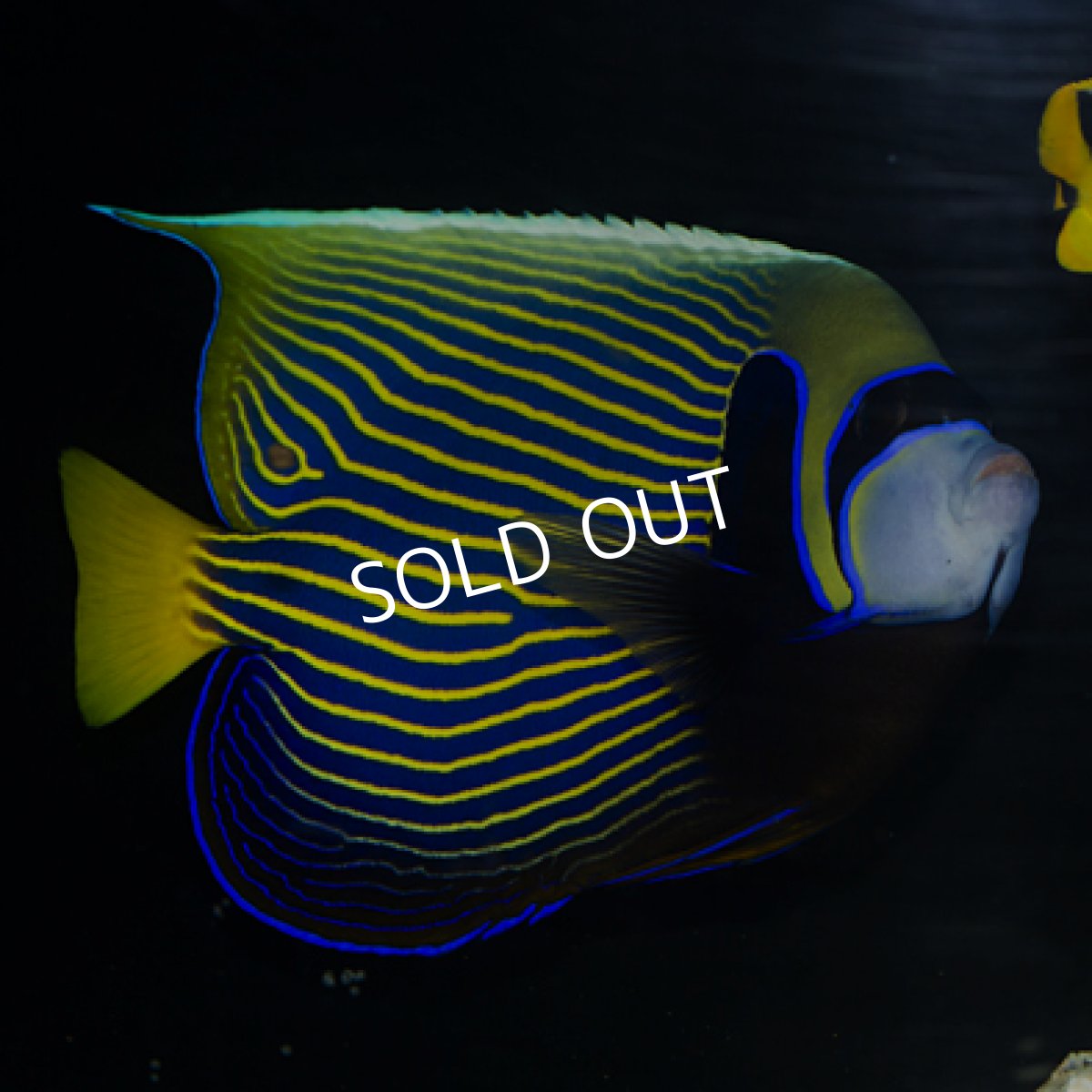 画像4: ◇SUMMER SALE◇八重山産　タテジマキンチャクダイ　ADL (4)