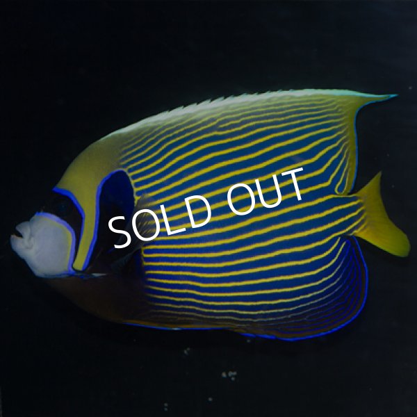 Summer Sale 八重山産 タテジマキンチャクダイ Adl 海水魚専門店 Ceppo Onlinestore