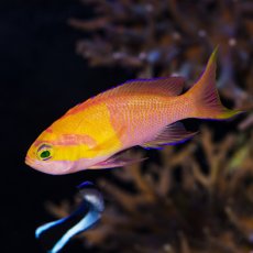 画像1: ◇SUMMER SALE◇シロオビハナダイcf（Pseudanthias mica） (1)