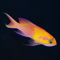 画像2: ◇SUMMER SALE◇シロオビハナダイcf（Pseudanthias mica） (2)