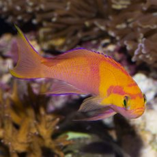 画像3: ◇SUMMER SALE◇シロオビハナダイcf（Pseudanthias mica） (3)