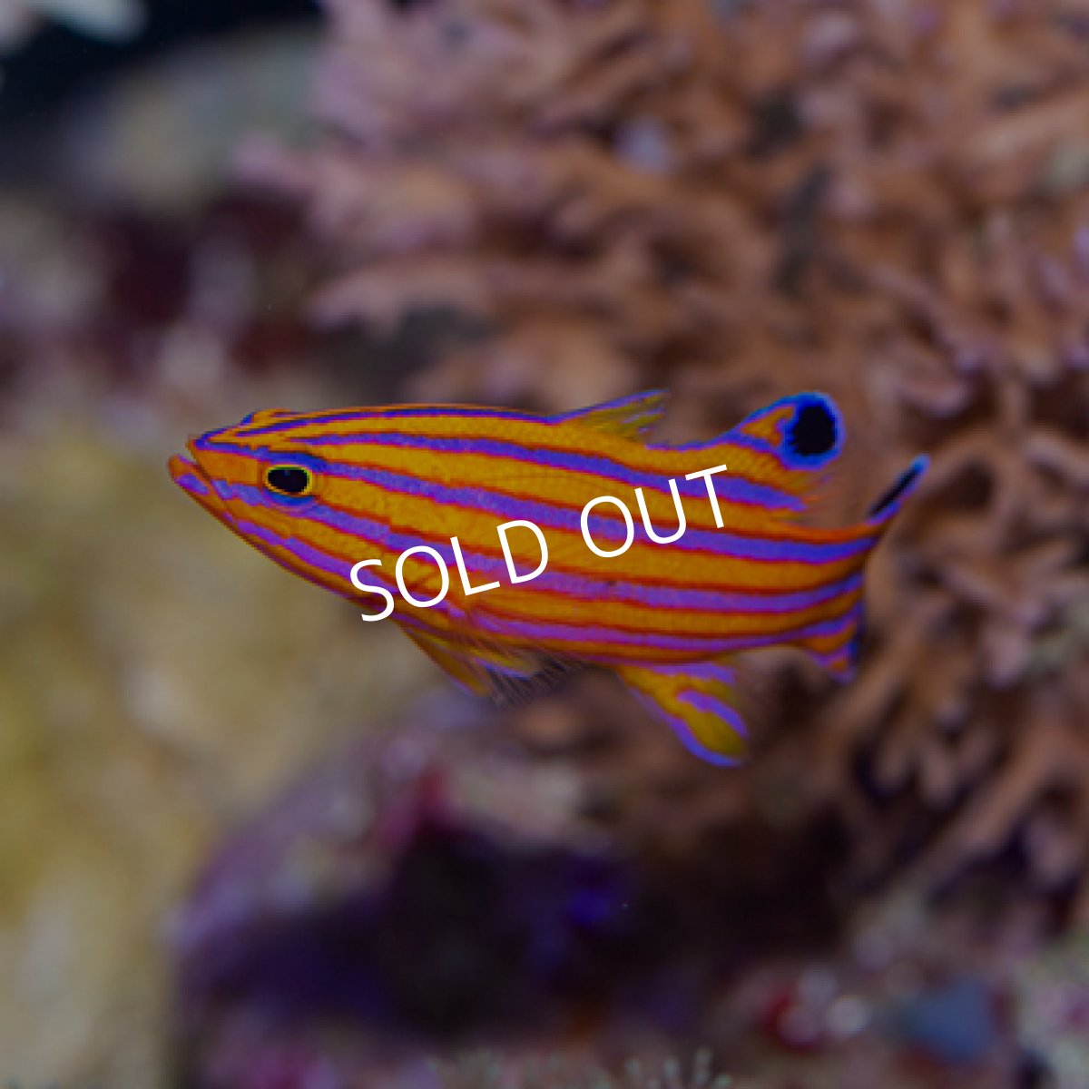 画像2: キャンディバスレット (2)