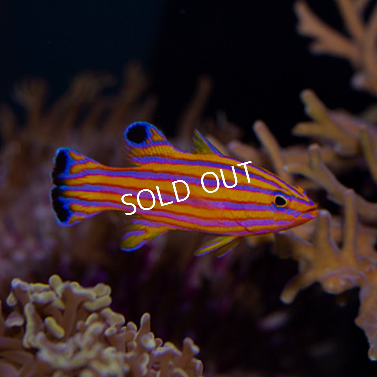 画像3: キャンディバスレット (3)